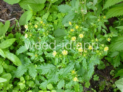 cinquefoil, silvery